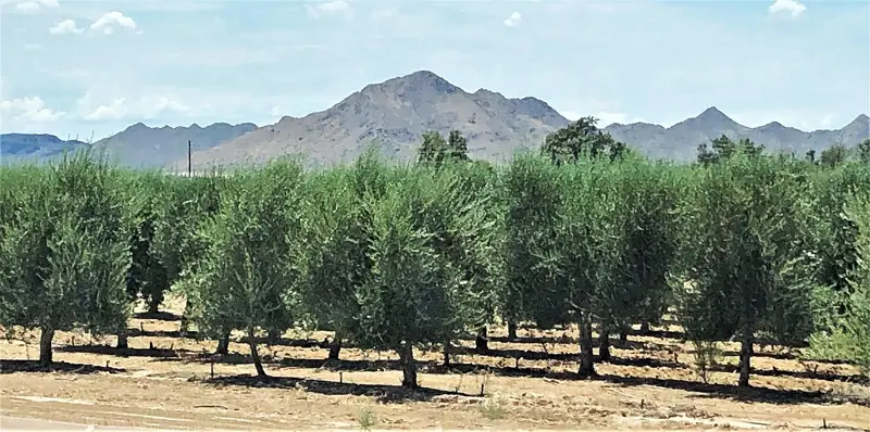 Rows of olive trees at the Queen Creek Olive Mill