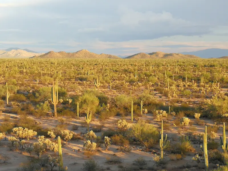 Saguaro and cholla across the Sonoran Desert in low sunset light, with mountains behind